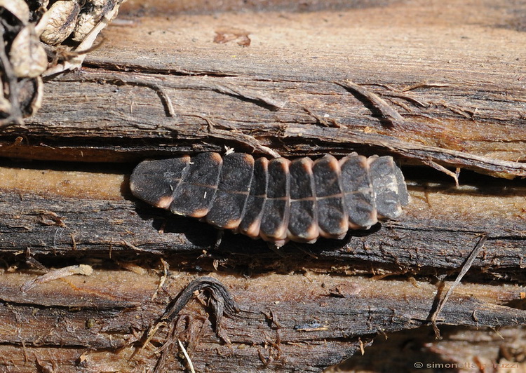 larva di lucciola